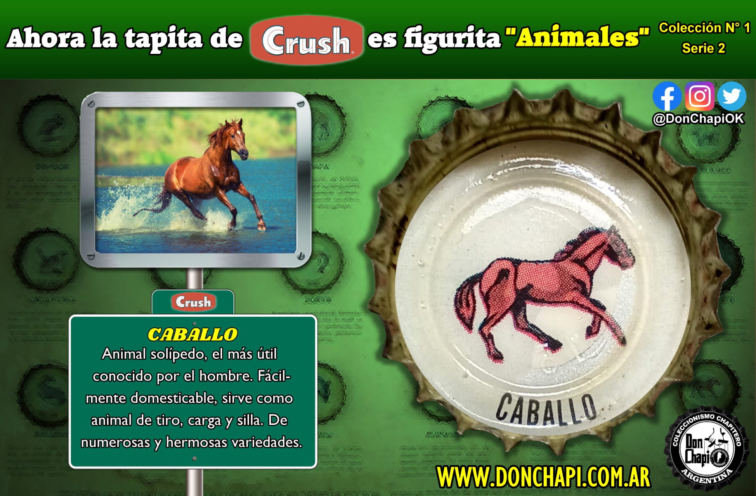 Animales2_018-CABALLO