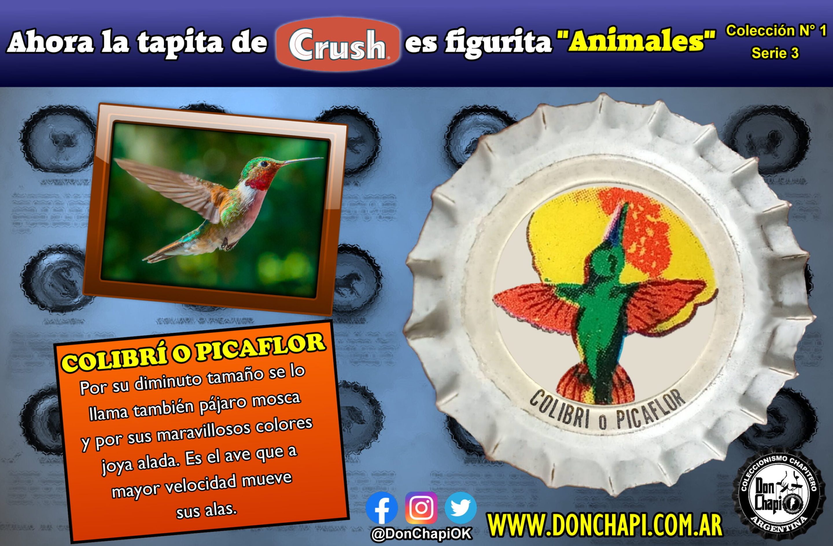 Animales310-COLIBRI