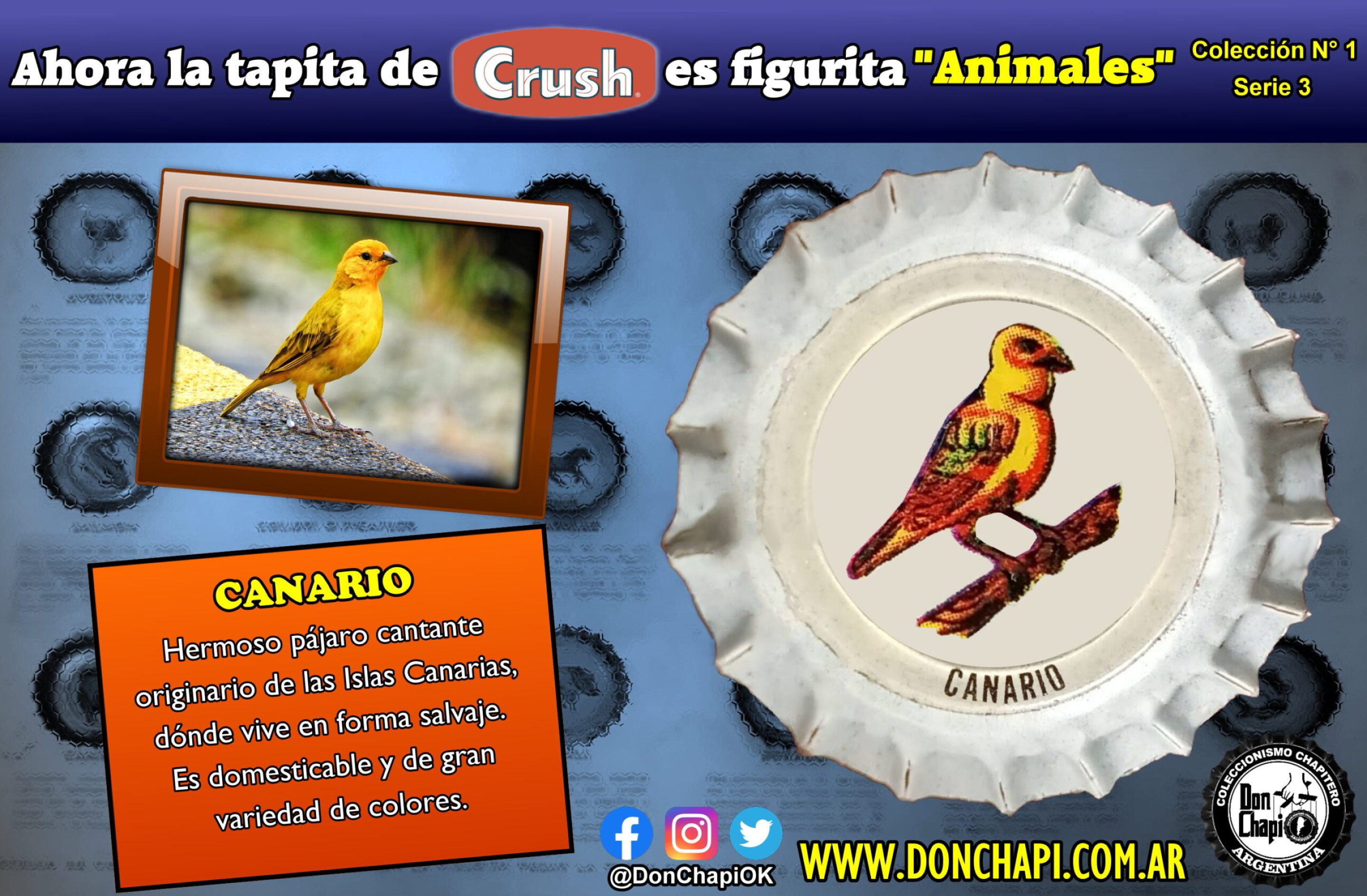 Animales315-CANARIO